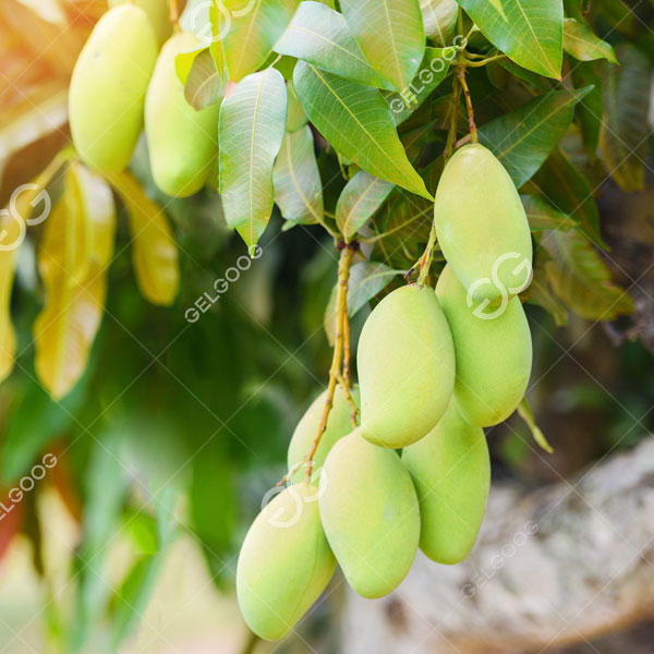 সিই কোম্পানির জন্য জেলগুগ দ্বারা কাস্টমাইজ করা আম পরিষ্কার এবং অন্যান্য সরঞ্জামগুলি আনুষ্ঠানিকভাবে উত্পাদনে আনার পরে, সিই কোম্পানির আম ধোয়া এবং প্রক্রিয়াকরণ প্রক্রিয়ার দক্ষতা ব্যাপকভাবে উন্নত হয়েছে, মানব সম্পদ সাশ্রয় করেছে। গুণমান